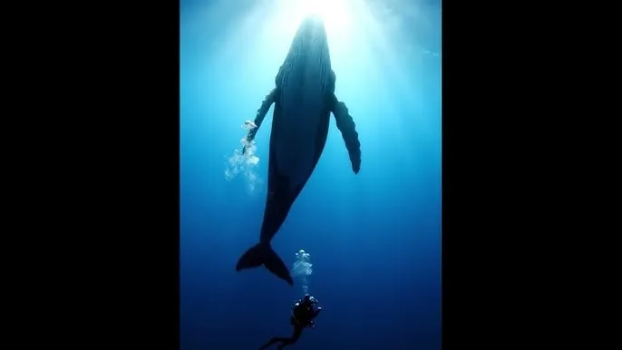 在线萝福利莉视频 - 深蓝星球：探索海洋深处的未知世界